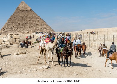 1,079 Egyptian Arabian Horse Images, Stock Photos & Vectors 