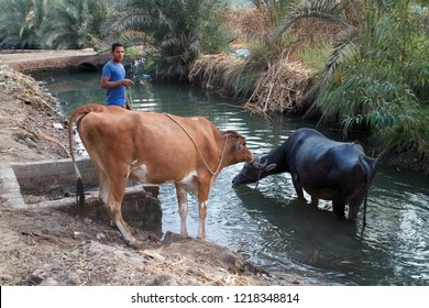 GIZA, EGYPT - OCTOBER 6, 2012: close from the megacity of Cairo, every square meter close from the Nile river is irrigated and used for farming and livestock.
