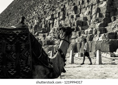 Giza, Egypt-October 2018 : The Black And White Camel Inside The Great Pyramid Of Giza, Egypt.