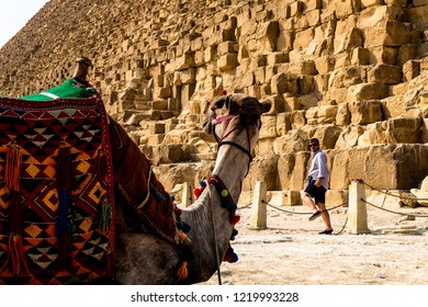 Giza, Egypt-October 2018 : The Camel Inside The Great Pyramid Of Giza, Egypt.