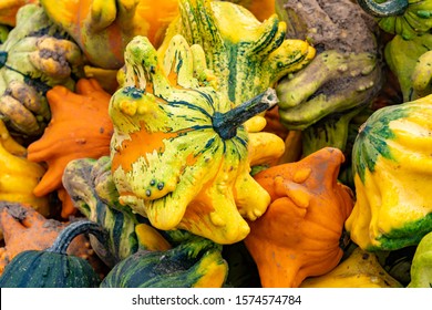 Gizmo angle wing gourds to be used in home decorating and Halloween displays - Shutterstock ID 1574574784