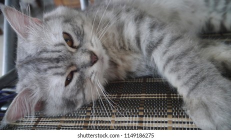 Gizmo The Cat Lying On His Favourite Chair