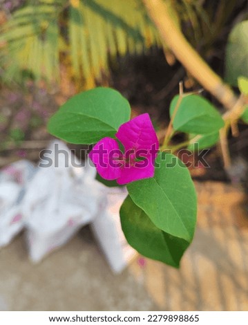 glabra, from Brazil, is called paperflower; the bracts are purple or magenta to lighter tints in certain varieties. The stem of B. glabra may be 20 to 30 metres (about 60 to 100 feet) long in warm cli