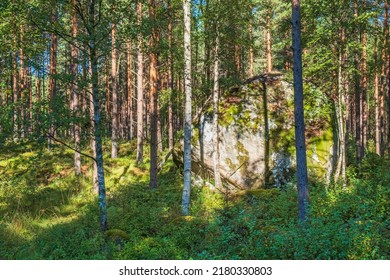 Glacial Erratic Rock In A Sunny Woodland