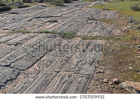 Glacial grooves caused by ice-flow at Oorlogskloof 300 million years ago. Rocks frozen into the sole of the glacier scratched groves into the underlying basement rocks, Niewoudtville, South Africa.