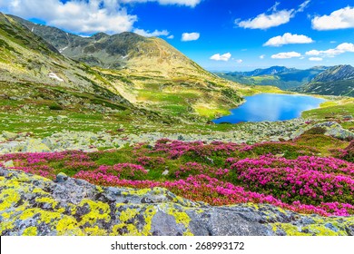 Glacier lake,high mountains and stunning pink rhododendron flowers,Retezat National Park,Carpathians,Romania,Europe