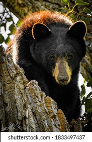 Glacier National Park Bear Wild Animal Grizzly