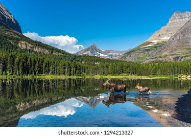 Glacier National Park Wildlife