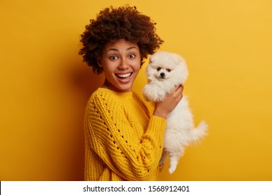 338 Pomeranian dog skin Images, Stock Photos & Vectors | Shutterstock