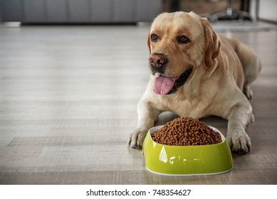 Glad Labrador Eating Food On Floor