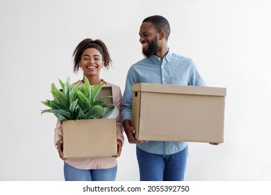Glad young black husband and wife hold cardboard boxes with potted plant, over white wall background. Loving couple carrying stuff in new house. Young tenants with belongings moving into new property
