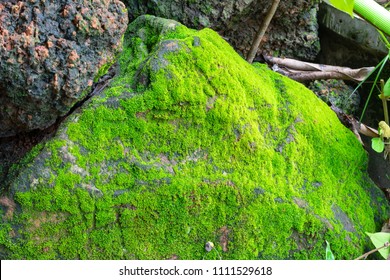 Glade From Bryophyta Blossoming-bryophyte On Stone Natural Background