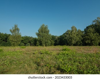 Opaleń Glade In The Kampinos Forest