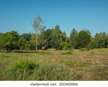 Opaleń Glade In The Kampinos Forest