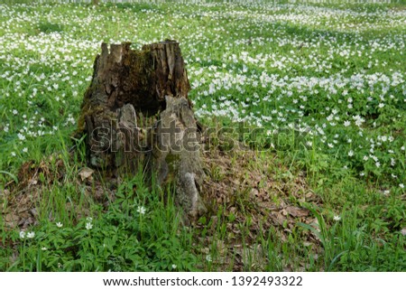 Waldstück Umwelt Natur