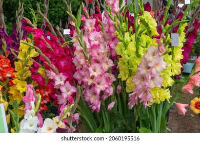 Gladioli flowers on display at flower show