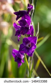 gladiolus