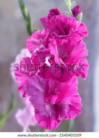 Gladiolus beautiful pink glad flowers.