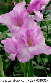     Gladiolus bloomed again this year, pale pink and gorgeous.                           