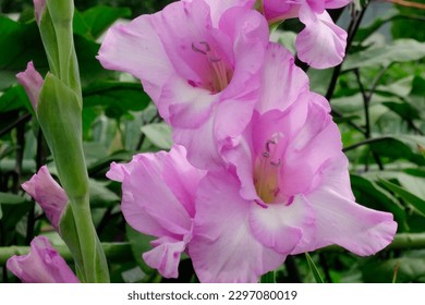     Gladiolus bloomed again this year, pale pink and gorgeous.                           