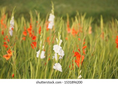 Gladiolus Flower In Field - Selective Focus