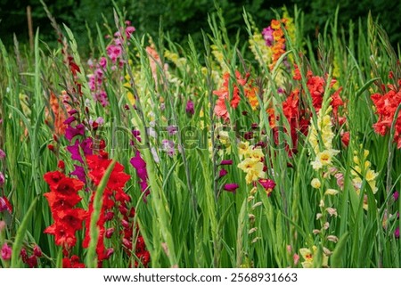 gladiolus flowers in bloom in garden