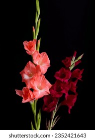 flores gladiolus  inflorescencia