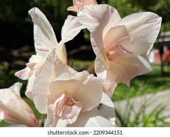 Gladiolus Is A Genus Of Perennial Cormous Flowering Plants In The Irish Family.