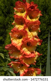 Gladiolus Grandiflorus Princess Margaret Rose