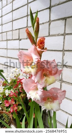 Similar – Image, Stock Photo balkonies