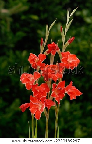 Gladiolus primulinus 'Atom' is a nice tuberous plant for the garden