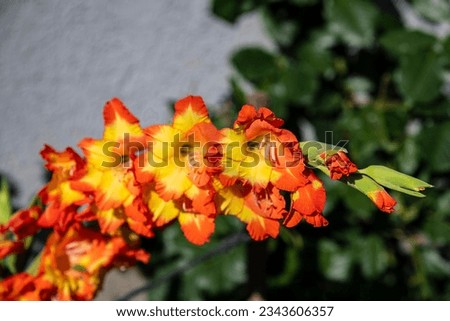 Gladiolus 'Prince of Orange' flower in the garden...