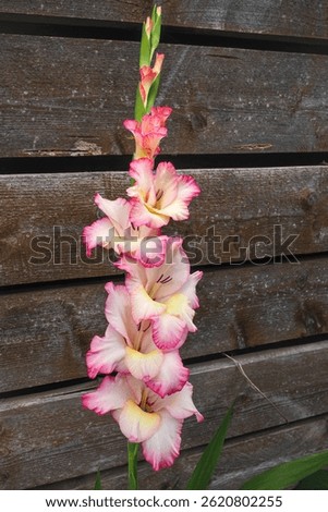 Gladiolus Priscilla cultivar, tri-colored flower, next to wooden wall, close up. Gladiolus x gandavensis have white ruffled blossoms with pink edges, and soft yellow throat. Iris family, Iridaceae.