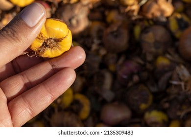 Gladiolus Or Sword Lily Bulbs