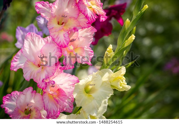 Gladiolus, Sword Lily, pink and yellow Gladiolus\
flower in the\
garden.