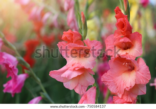 Gladiolus , Sword\
Lily,Orange Gladiolus\
flower