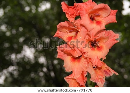 Gladiolus(1 September)