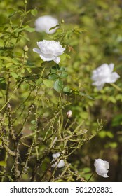  Glamis Castle Rose