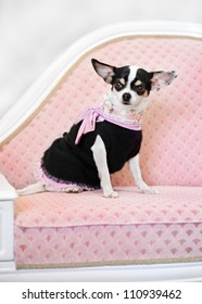 Glamour Little Dog On Sofa In Clothes