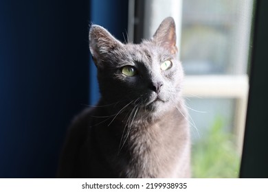 Glamour Shot Of Russian Blue Cat 