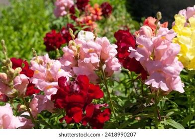 glancing down at Antirrhinum or snapdragon flowers (seedlings) in bright sunlight