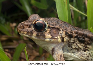 Glandular frog (Hylarana glandulosa)