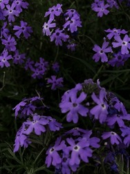 The Glandularia Flowers,common Name Mock Vervain Or Mock Verbena,is A Genus Of Annual And Perennial Herbaceous Flowering Plant In The Family Verbenaceae.