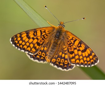 Glanville Fritillary Butterfly Early Summer