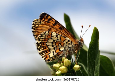 Glanville Fritillary Butterfly - Melitaea Cinxia