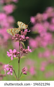 Glanville Fritillary (Melitaea Cinxia) 