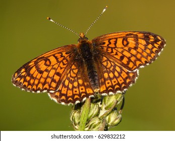 Glanville Fritillary (Melitaea Cinxia) 