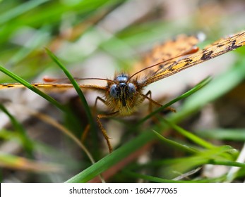 Glanville Fritillary (Melitaea Cinxia ) Butterfly