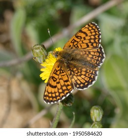 Glanville Fritillary (Melitaea Cinxia) On A Flower