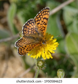 Glanville Fritillary (Melitaea Cinxia) On A Flower